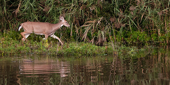 Deer on the Water's Edge