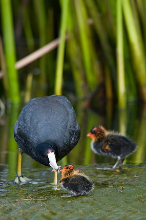 Meet the Coots