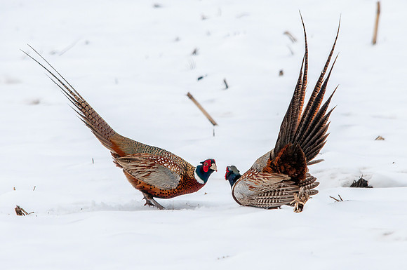 Pheasant Challenge