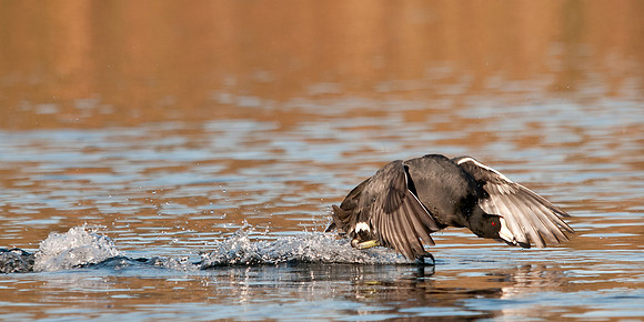 Coot On The Run