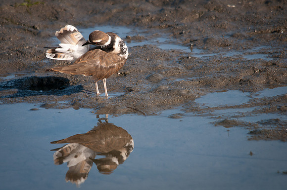 Killdeer Cleanliness