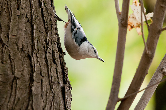 Nuthatch on the Edge