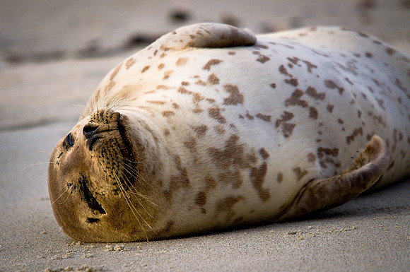 Seal Spots