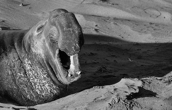 Elephant Seal Gape