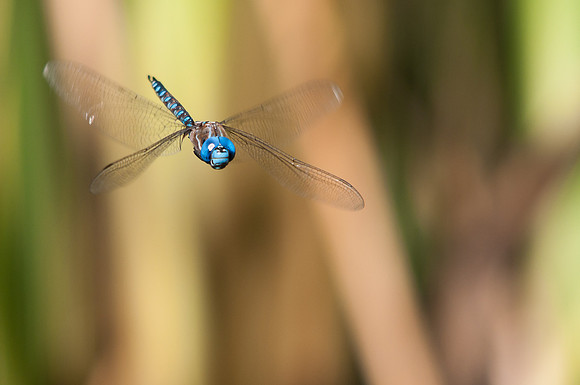 Mid-air Darner