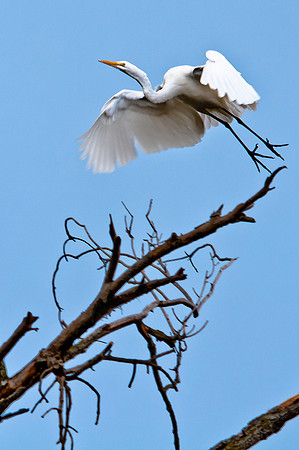 Great Egret Departing