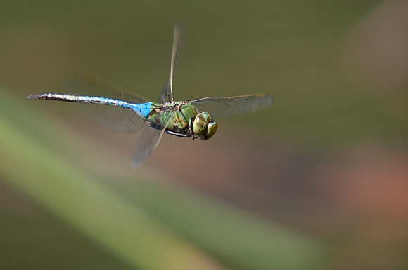 Green Darner