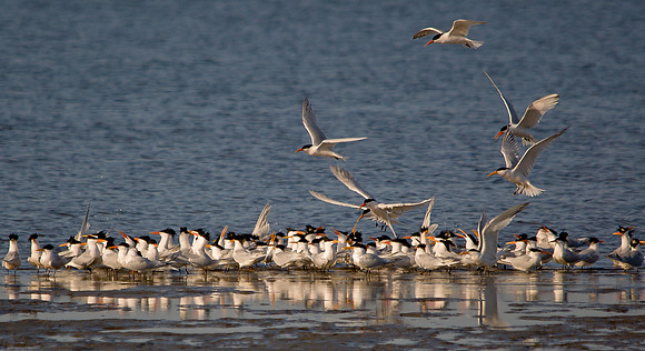 Breeding Terns