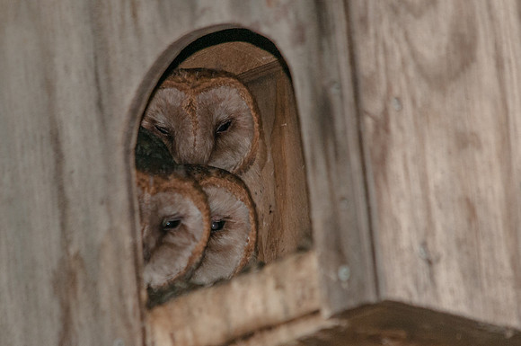 Stirring Owlets