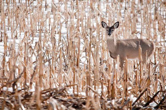 Deer in the Field