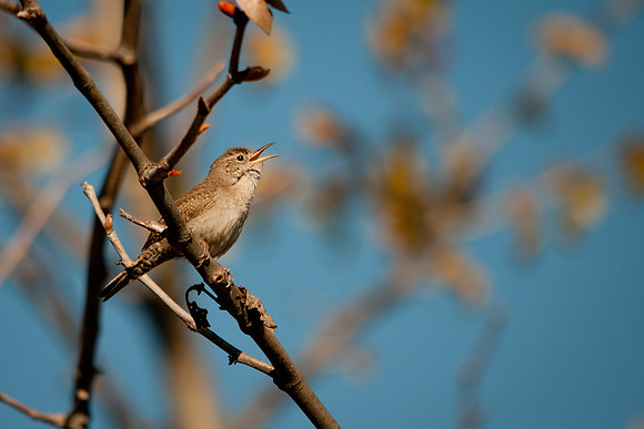 House Wren Song