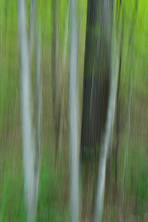 Forest Impressions