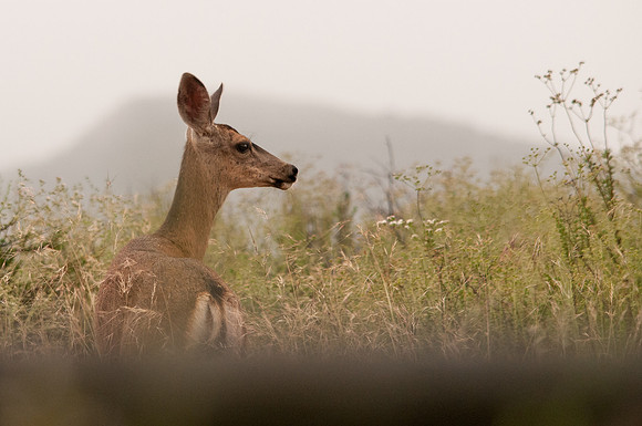 Mule Deer Surprise