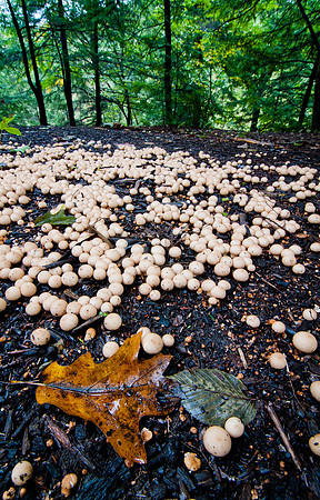 The Forest Floor