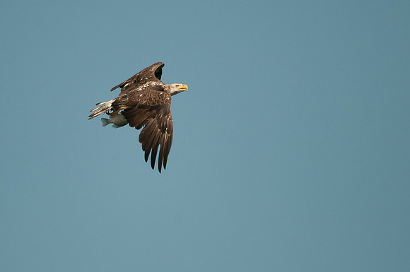 Juvenile Bald Eagle