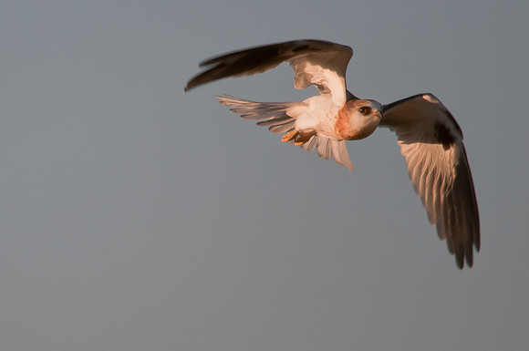 Kite Flight