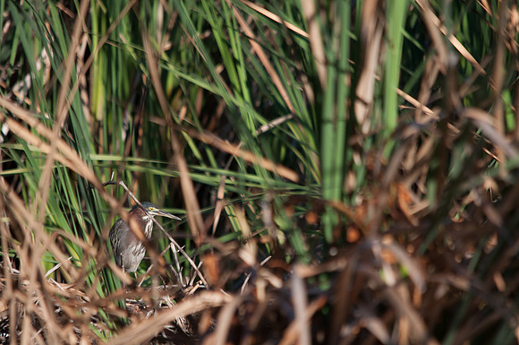 Hidden Hunter