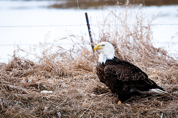 Bald Eagle Beauty