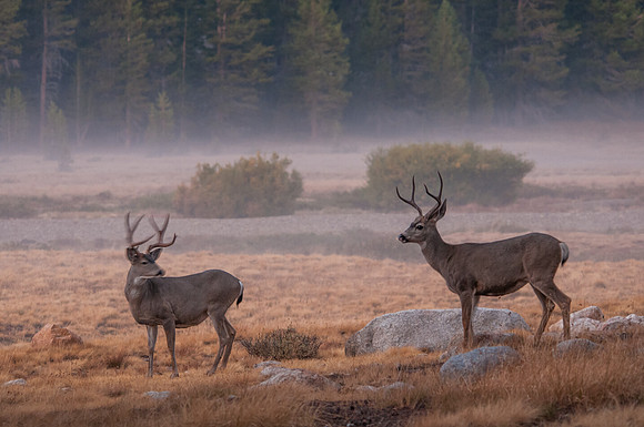 Bucks at Twilight