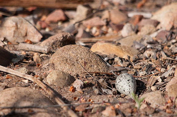 Killdeer Egg