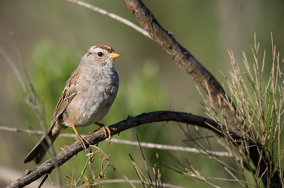 Immature Sparrow