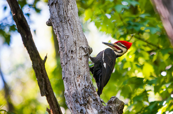 Pileated Woodpecker