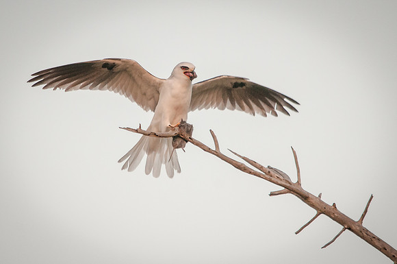Feeding Kite