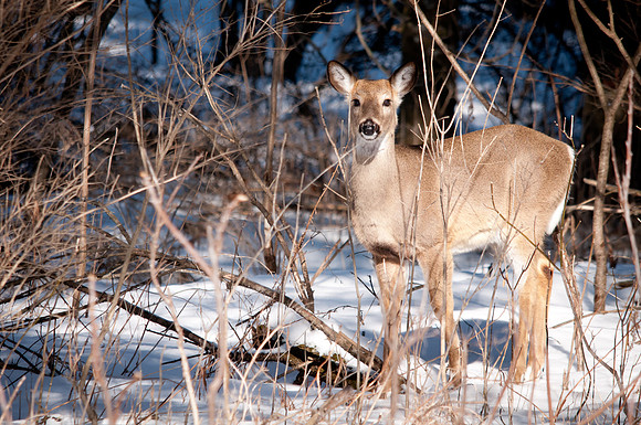 Woodland White-tail, Iowa
