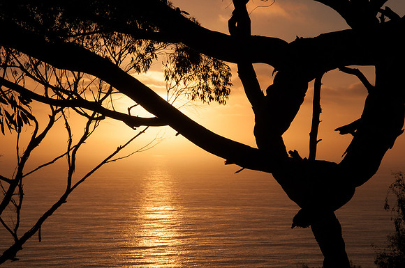 Sunset Silhouettes