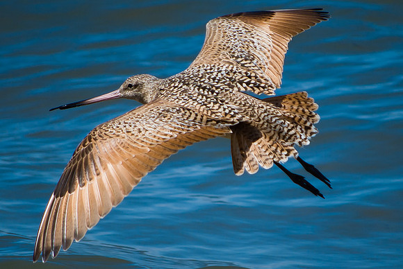 Godwit Glide