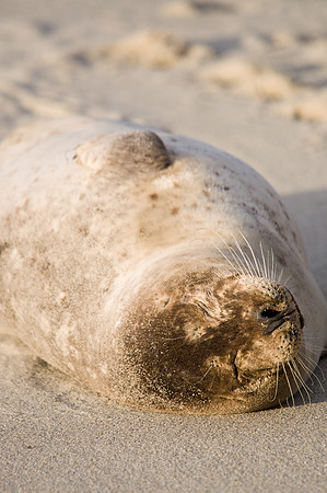 Beached Seal