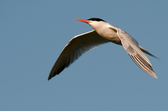 The Art of Flight