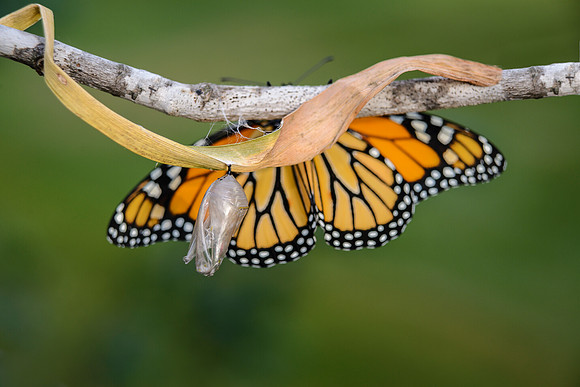 Behold a Monarch
