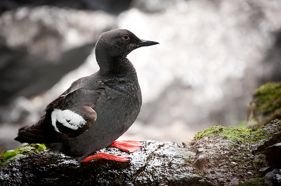Pigeon Guillemot