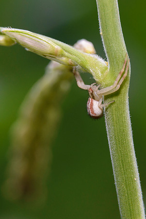 Flower Crab Spider