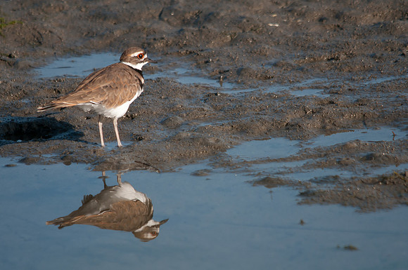 Two of a Killdeer