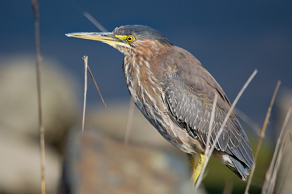 Immature Green Heron