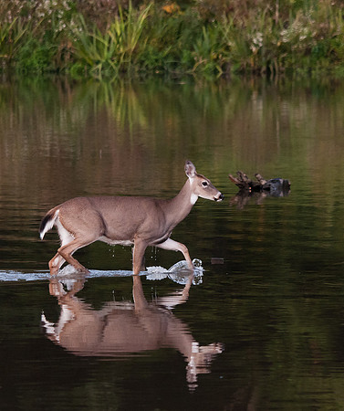 Wading Whitetail
