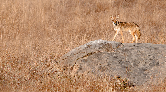 Coyote on the Alert