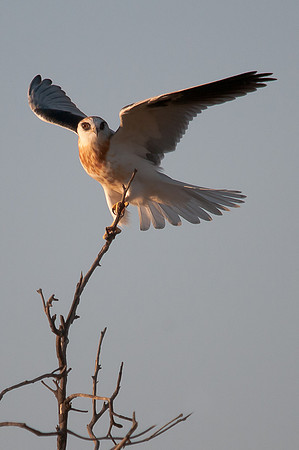 Kite Balance
