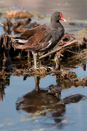 Proper Moorhen
