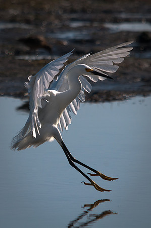 Flight of an Egret