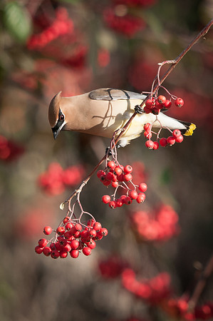 Waxwing and Berries