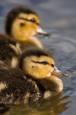 Mallard Ducklings