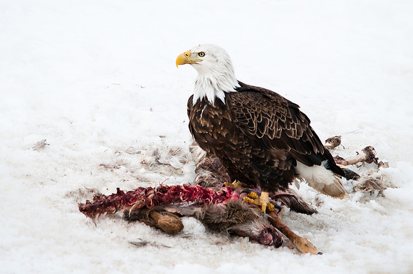 Scavenging Bald Eagle